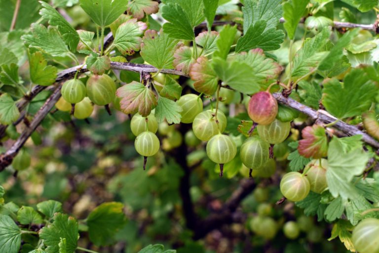 Picking Summer Gooseberries - The Martha Stewart Blog