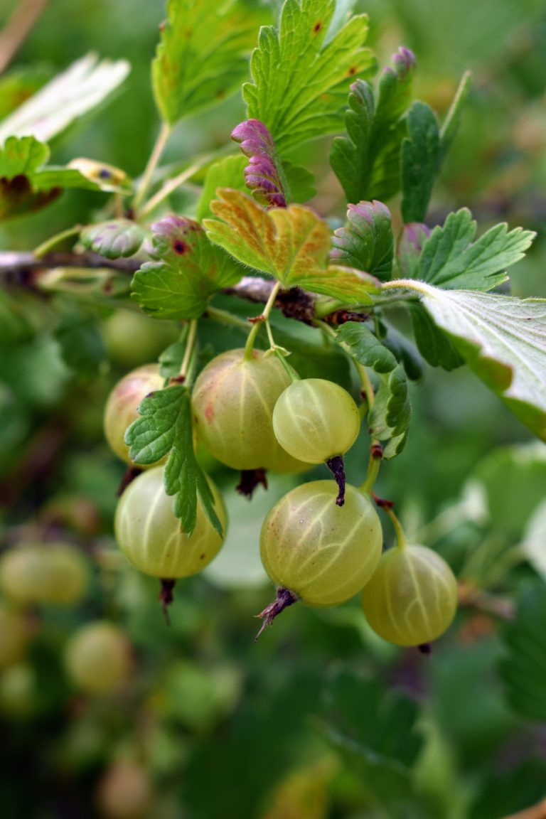 Picking Summer Gooseberries - The Martha Stewart Blog