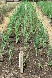 The onions look wonderful too. We planted a lot of white, yellow and red onions. Onions are harvested later in the summer when the underground bulbs are mature and flavorful. I always look forward to the onion harvest!