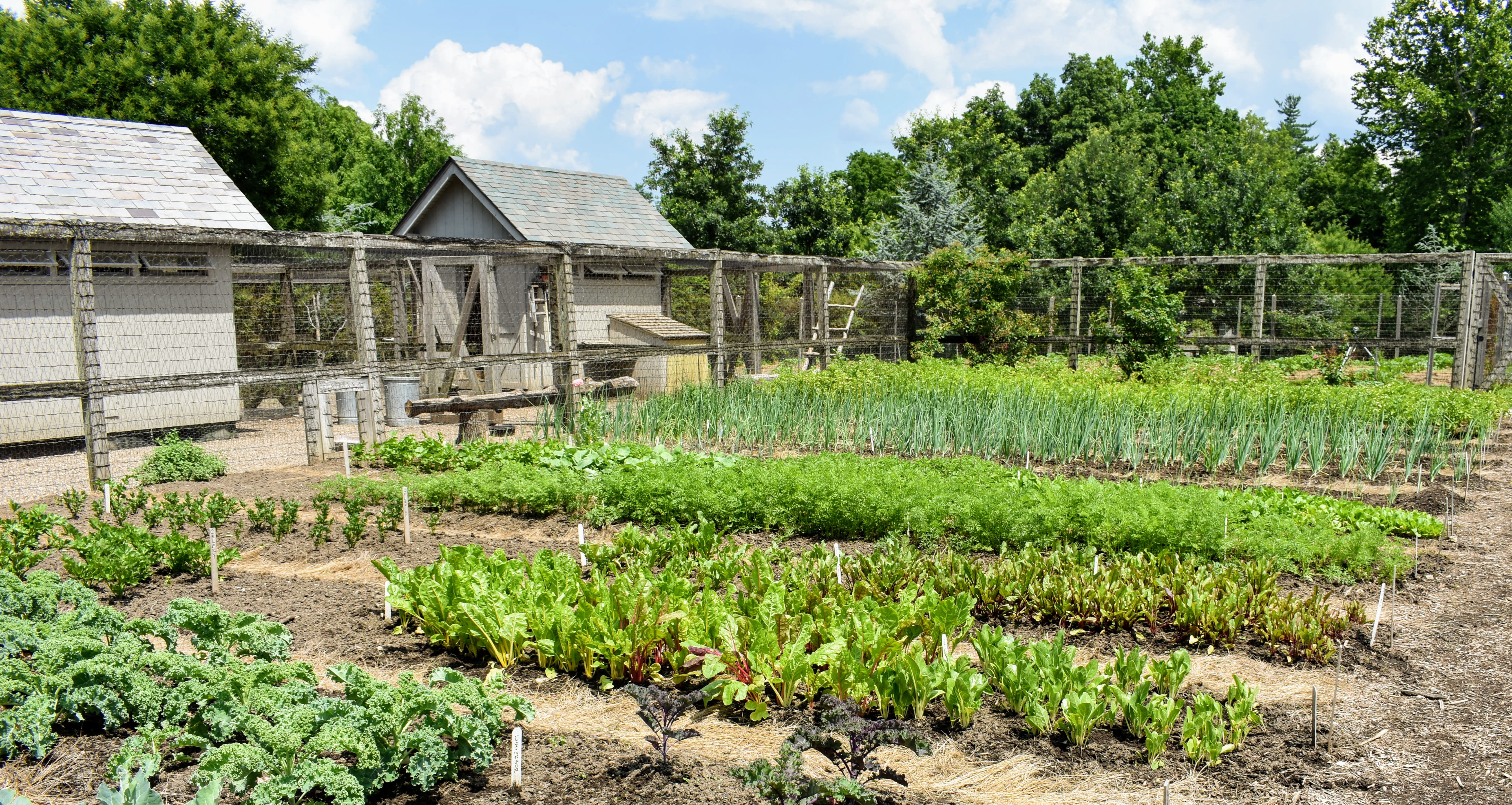 farm vegetable garden