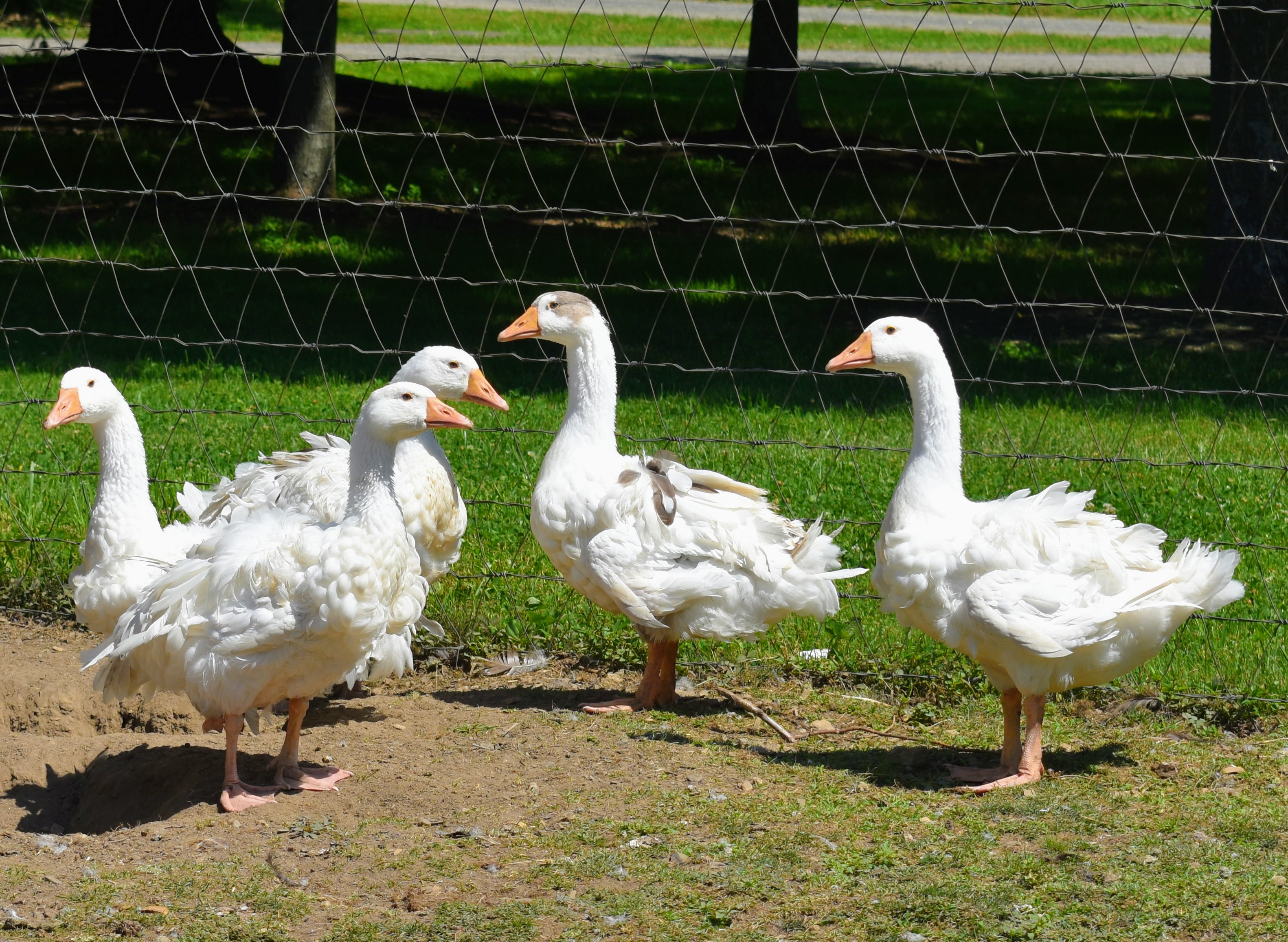 Goslings: Sebastopol - My Pet Chicken