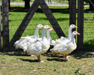 The Sebastopol goose is also referred to as a Danubian goose. The name ‘Danubian’ was first used for the breed in 1863 Ireland. Both males and females have pure white feathers that contrast with their bright blue eyes and orange bills and feet.