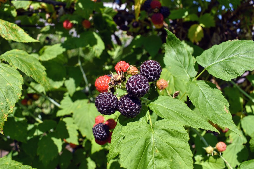 Picking The Season's Raspberries At My Farm - The Martha Stewart Blog