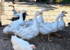 Geese typically undergo just one complete molt a year, replacing all body, wing, and tail feathers shortly after the nesting season.