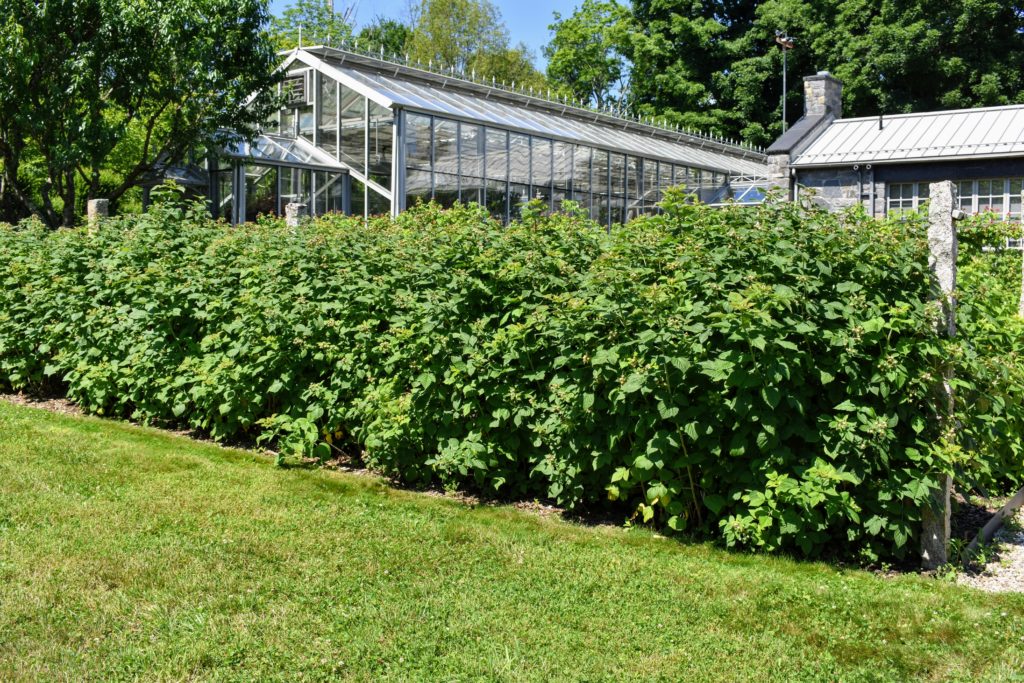 Picking the Season's Raspberries at My Farm - The Martha Stewart Blog