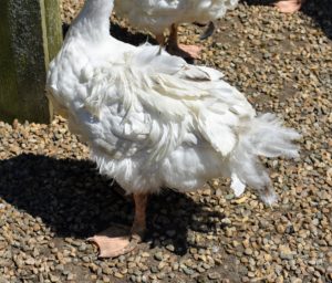 It takes adult geese about three to four weeks to replace their feathers. Sebastopols are in prime condition after they molt, in the post breeding season, and re-grow all their feathers by the fall.