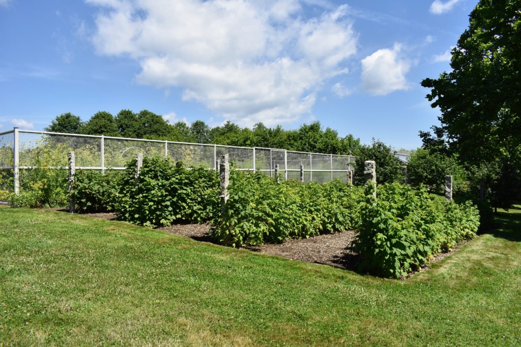 Picking the Season's Raspberries at My Farm - The Martha Stewart Blog