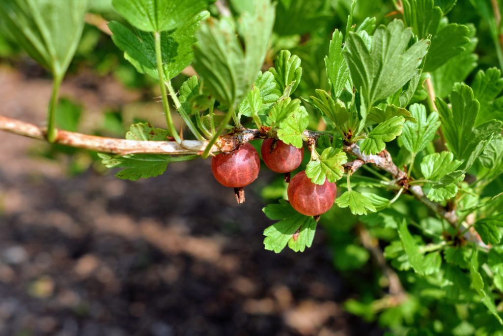 Picking Summer Gooseberries - The Martha Stewart Blog