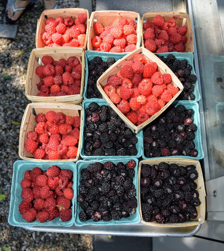 Picking the Season's Raspberries at My Farm The Martha Stewart Blog