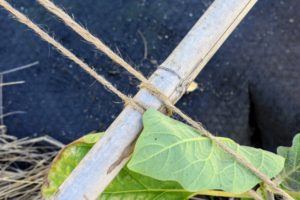 Several lengths of twine are run down the length of the bed to create lined pairs that will hold the eggplants upright. The twine is also secured in a single knot on the center supports.