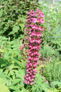 Lupines are attractive and spiky, reaching one to four feet in height. Lupine flowers may be annual and last only for a season or perennial, returning for a few years in the same spot in which they were planted. The lupine plant grows from a long taproot and loves full-sun.