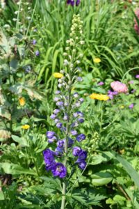 Here is a delphinium just beginning to bloom. Delphinium flowers have showy, spiky blooms on tall, sometimes towering stems. Blue is the most common color, but numerous hybrids are available in shades of pink, lavender, red, white and yellow.
