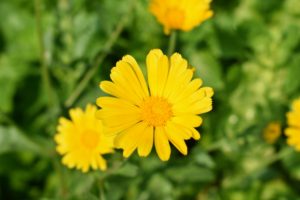 Calendula has daisy-like bright orange or yellow flowers, and pale green leaves. Commonly called the pot marigold, Calendula officinalis, the calendula flower is historically used for medicinal and culinary purposes.