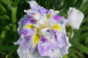 The Japanese iris, Iris ensata, is an easy-to-care-for flower that loves wet conditions. This flowering perennial is available in a range of colors, including shades of purple, blue and white, with attractive medium green foliage.