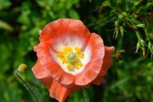 Poppies produce open flowers that come in many colors from crimson red to pale pink. Poppies require very little care, whether they are sown from seed or planted when young – they just need full sun and well-drained soil.
