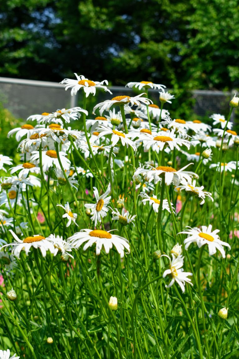 Early July Blooms in My Flower Garden - The Martha Stewart Blog
