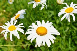 Shasta daisy flowers provide perky summer blooms, offering the look of the traditional daisy along with evergreen foliage.They are low maintenance and great for filling in bare spots in the landscape.