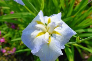 Here is a Japanese iris in white and yellow. This summer-blooming iris opens flowers from June into July. The blooms feature traditional iris flower characteristics, such as upright standard petals in the center and dangling falls petals beneath.
