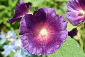 The purple hollyhock, Alcea rosea ‘Halo Purple’, is rust resistant and can grow up to seven feet tall bearing numerous five-inch blooms. This hollyhock is very hardy and can easily continue flowering until the first frost.
