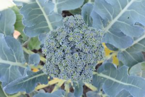 Our crop of broccoli is growing so fast - we've already harvested a few heads.