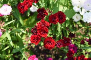 There are numerous types of dianthus – most have pink, red, or white flowers with notched petals. The plants are small and usually between six and 18-inches tall.