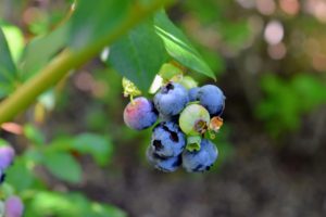 Blueberries, cranberries and concord grapes are the only three fruits native to North America.