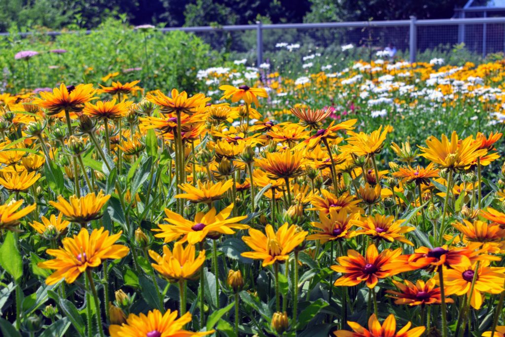 Early July Blooms in My Flower Garden - The Martha Stewart Blog