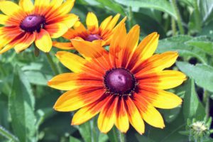 In general, rudbeckias are relatively drought-tolerant and disease-resistant. Flower colors include yellow and gold, and the plants grow two to six feet tall, depending on the variety.