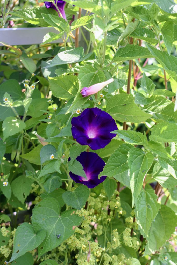 Early July Blooms in My Flower Garden The Martha Stewart Blog