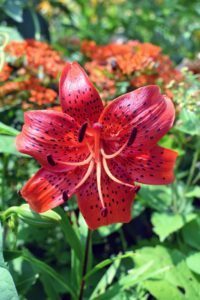 And here is one of many kinds of lilies that bloom in my flower garden. I also have lilies along my winding pergola, outside my Winter House kitchen and in the sunken garden behind my Summer House. My collection of lilies is a combination of Oriental, Asiatic, trumpet, and Orienpet lilies.