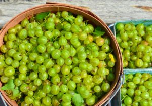 What is your favorite way to use gooseberries? Let me know in the comments section below. Happy harvesting.