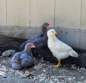 Here are three of my juvenile chickens - they are in an adjacent yard until they are a bit bigger, but they love watching the geese play.