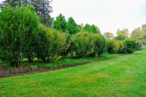 Last year, we started the latest pergola project to add boxwood to the border - boxwood that I had grown from small seedlings right here at the farm. This is the border before the boxwood was planted.