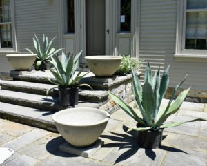 The hallmark of Lunaform is embossed on each pot. Look closely, and you can see it on the front of these vessels. These four Lunaform planters will look great planted with agaves from my greenhouse.