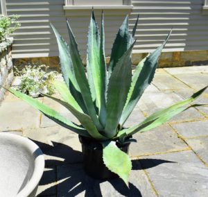 Agaves are exotic, deer-resistant, drought-tolerant plants. They make excellent container plants.