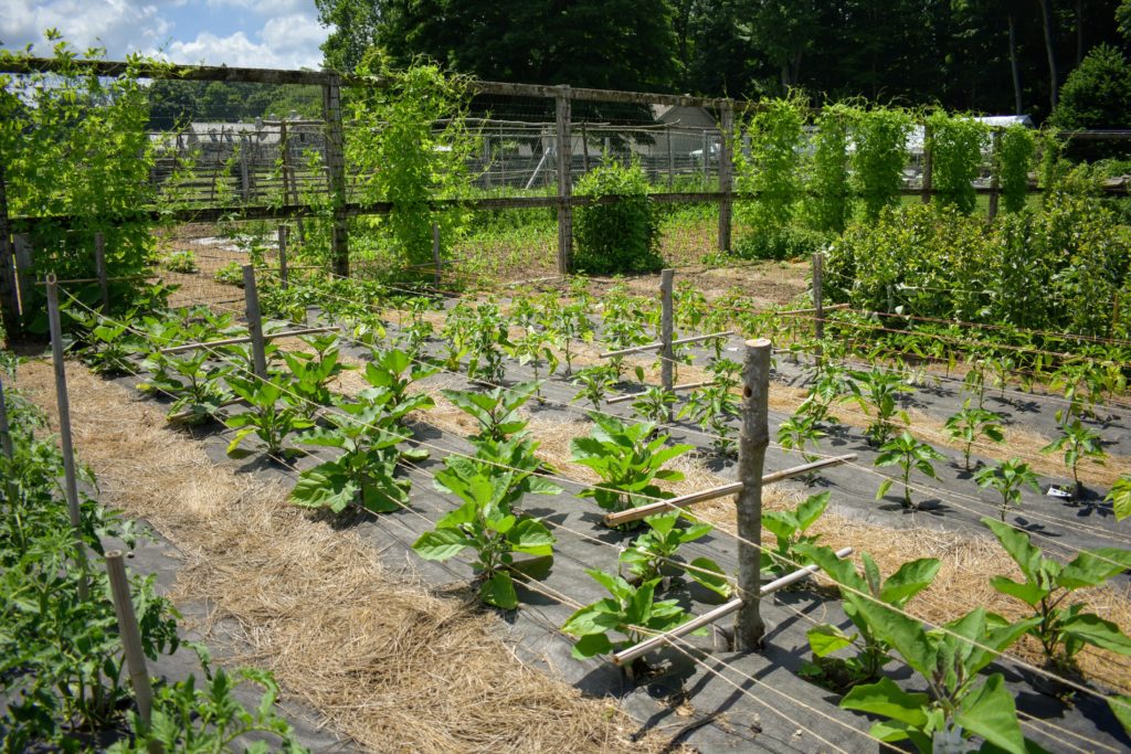 Supporting the Growing Eggplants and Peppers The Martha Stewart Blog