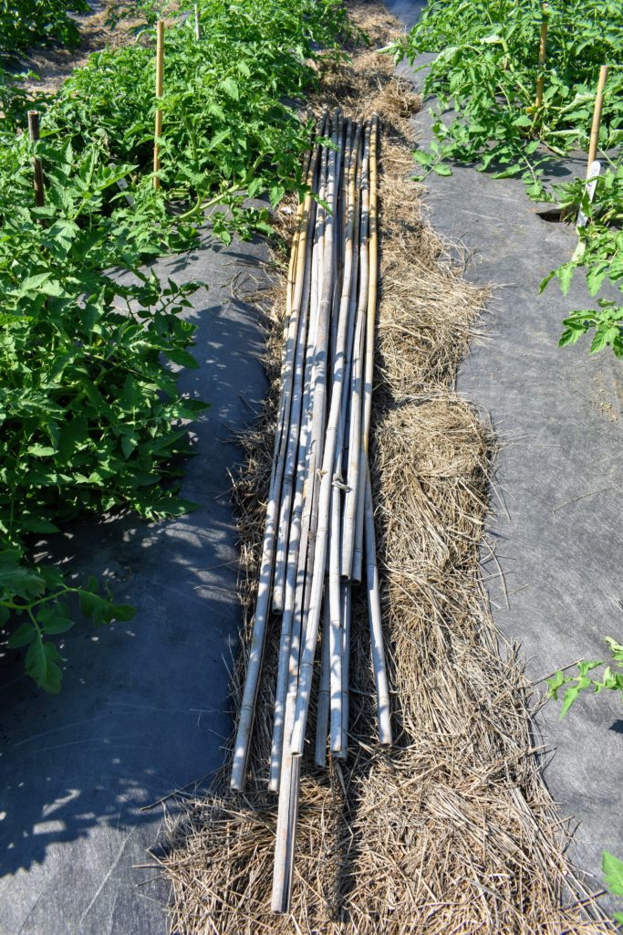Staking the Growing Tomato Plants The Martha Stewart Blog