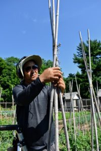 Each of these tomato plants has three uprights creating the teepee support. Once the bamboo canes are secured in the soil, Chhiring gathers them at the top, and ties jute twine around all the stakes.