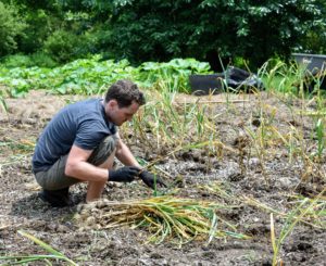 There are more than 200 garlic plants, but it doesn’t take long – it takes less than an hour to harvest the entire crop after the soil around the bulbs is loosened.