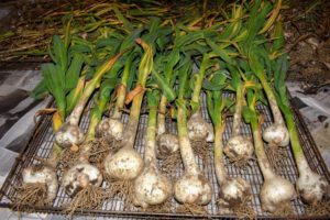 There’s no need to wash garlic – after all, the point is to dry them out; however, they can be cleaned and trimmed. For the curing process, the garlic was placed in my carriage house in trays where it's dry, dark and airy.