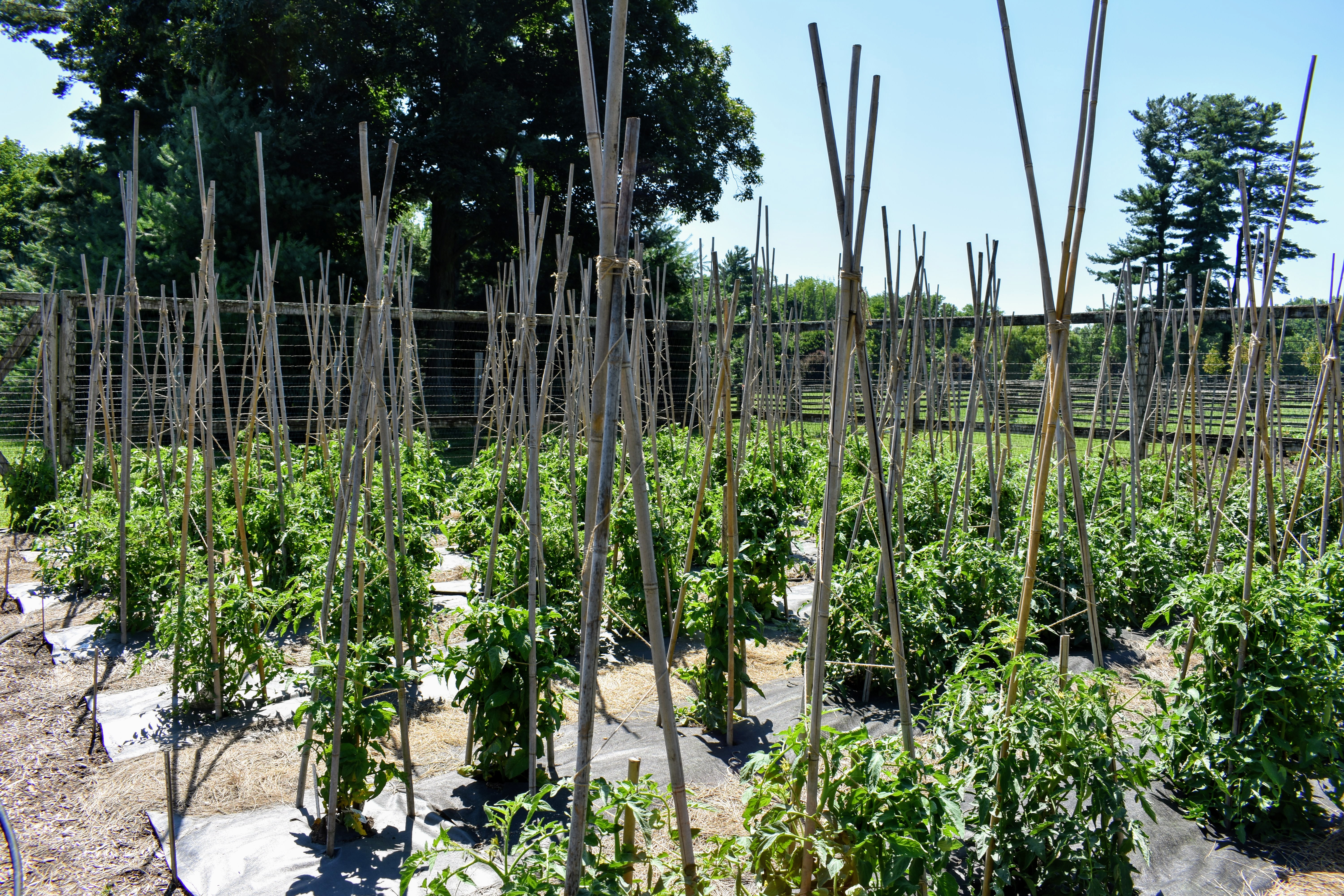 Staking the Growing Tomato Plants - The Martha Stewart Blog