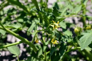 Remember, it's the yellow flowers produced by tomato plants that must be fertilized before fruit can form. Once fertilized, the flowers develop into tomatoes - small green globes that become visible at the base of the blossoms and then eventually become mature fruits.