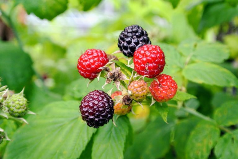 Picking the Season's Raspberries at My Farm - The Martha Stewart Blog