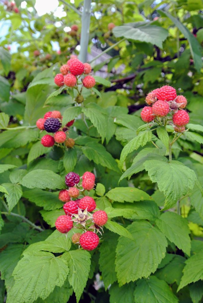 Picking the Season's Raspberries at My Farm - The Martha Stewart Blog