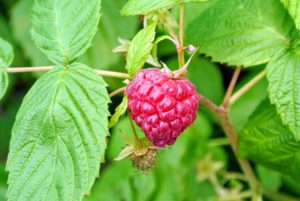 Look for berries with firm plumpness. Some of our red raspberries are also ready to pick.
