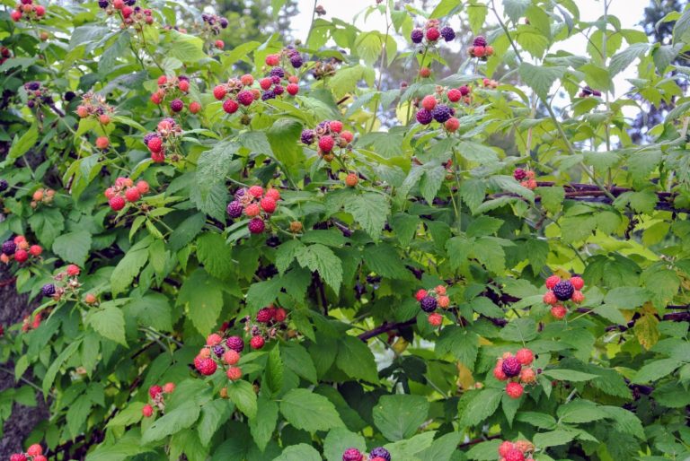 Picking the Season's Raspberries at My Farm The Martha Stewart Blog