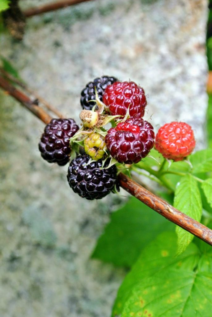 Picking the Season's Raspberries at My Farm - The Martha Stewart Blog