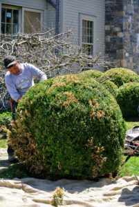 Here is Phurba removing some of the discolored branches from this boxwood last spring. It is still very much alive and will need some time to get fully green again, but it should be okay.