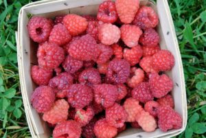 All the red raspberries are also collected loosely in these berry boxes.