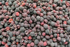To save berries for use at another time, freeze them – lay them out onto flat trays in single layers and freeze until solid. Once they are frozen, they can be moved into plastic containers or freezer bags until ready to eat. What a wonderful summer it will be with all these delicious and nutritious fruits.